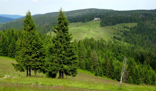 Mountains tree beauty photo