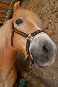 Horse ride equestrian