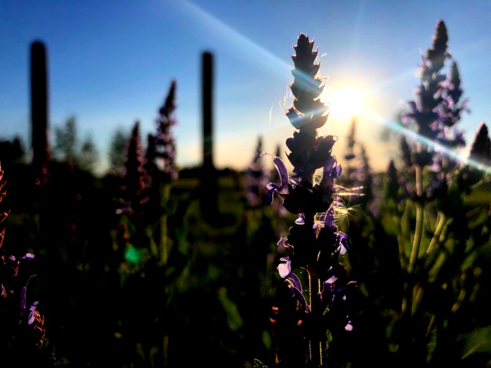 Amongst the Front Yard Sage Flowers