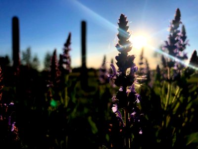 Amongst the Front Yard Sage Flowers