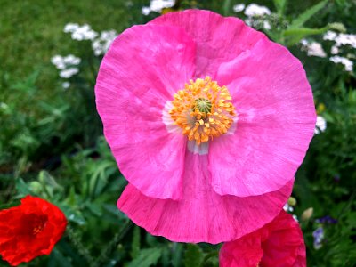Big Pinks Are Up and Out