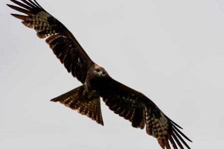 黑鳶 Black Kite