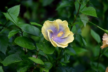 朱槿 Hibiscus rosa-sinensis