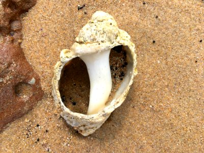Open as in Sea Shell
