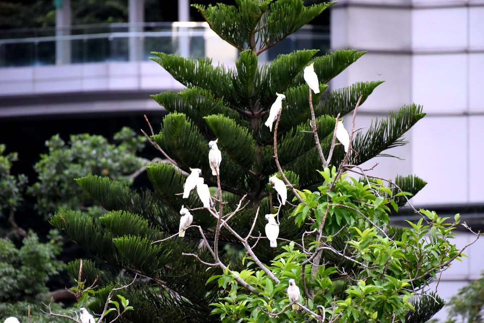 小葵花鳳頭鸚鵡 Cacatua sulphurea
