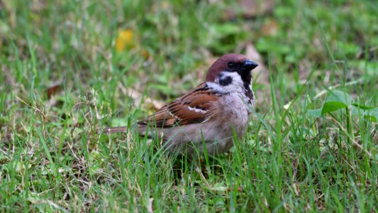 麻雀 Sparrow