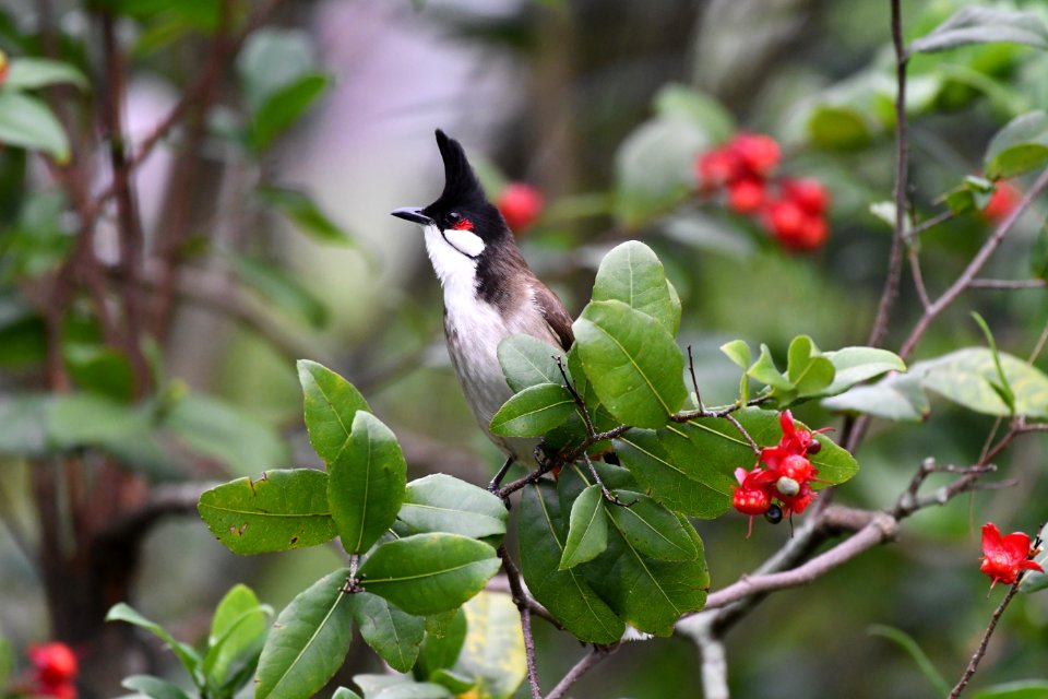紅耳鵯 Red-whiskered Bulbul