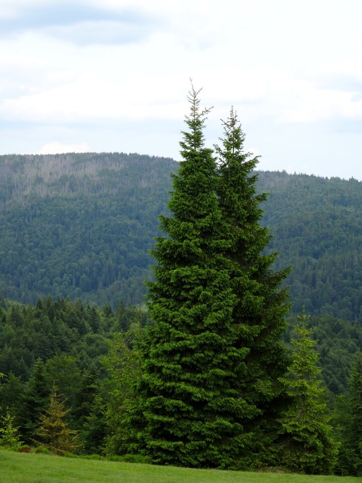 Mountains green summer