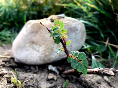 Transplant Success