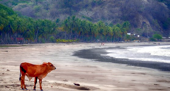 #InspiraciónBdF71, Vaquita tropical