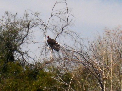 Who Ya Calling Turkey?