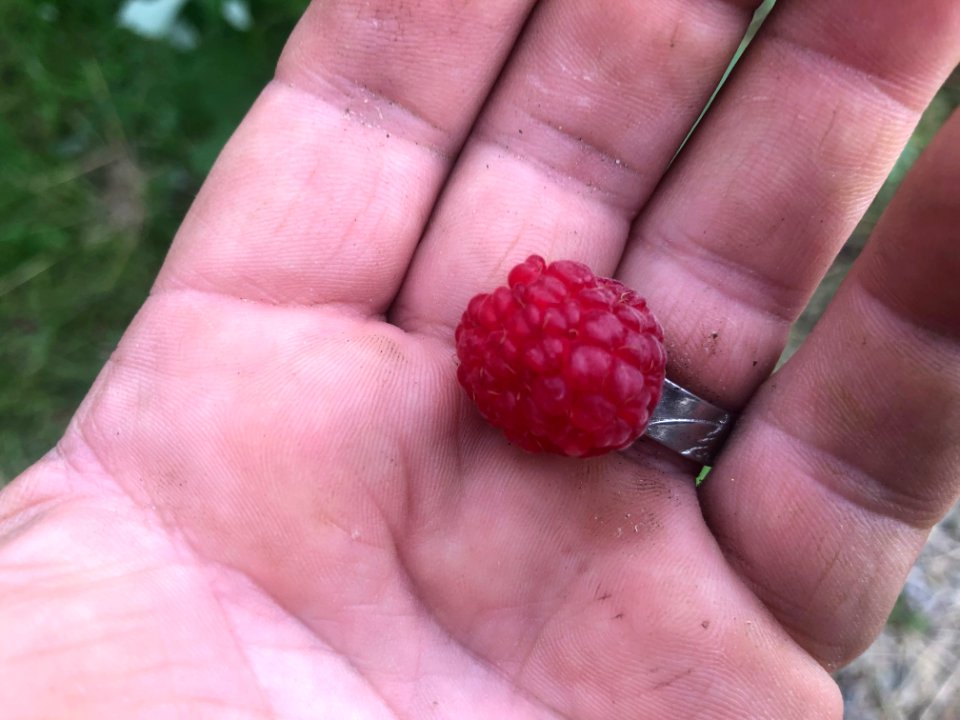 Home Grown Raspberry