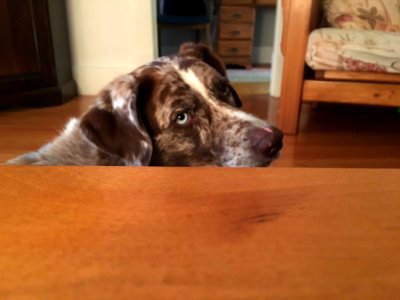 Did Someone Say Walk?