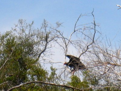 Turkey Vulture Lifetoff