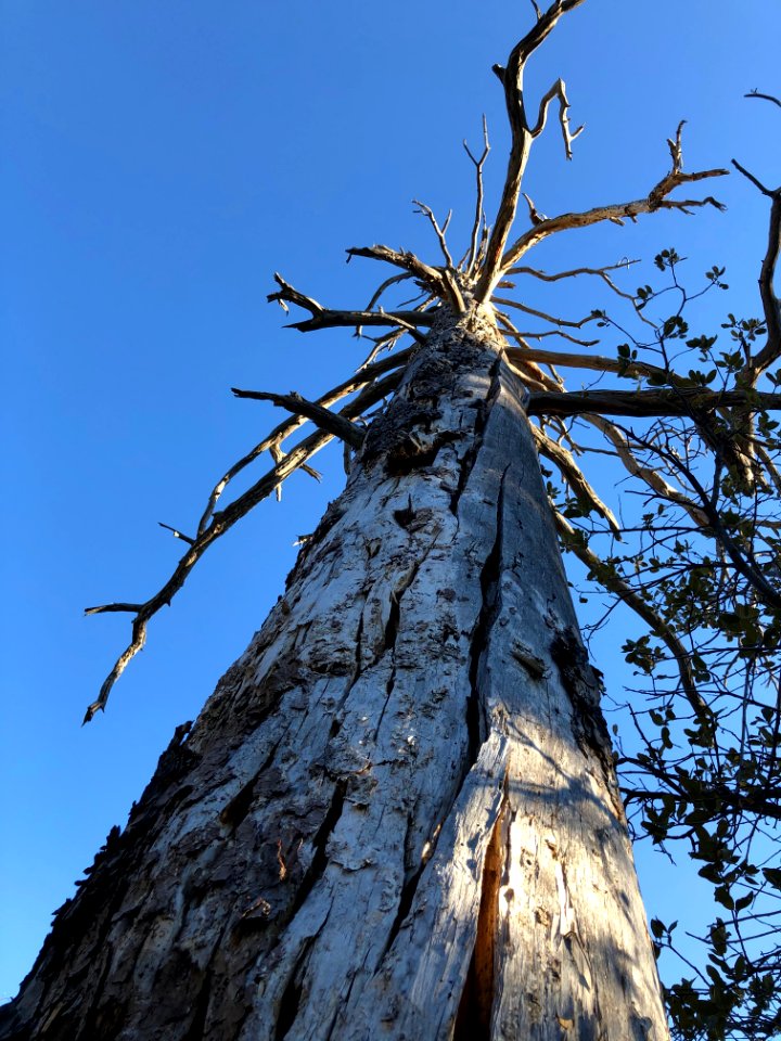 My Favorite Dead Tree