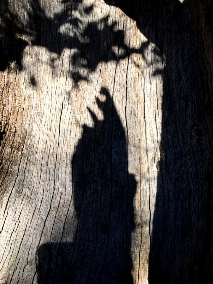 What's the Shadow Story?