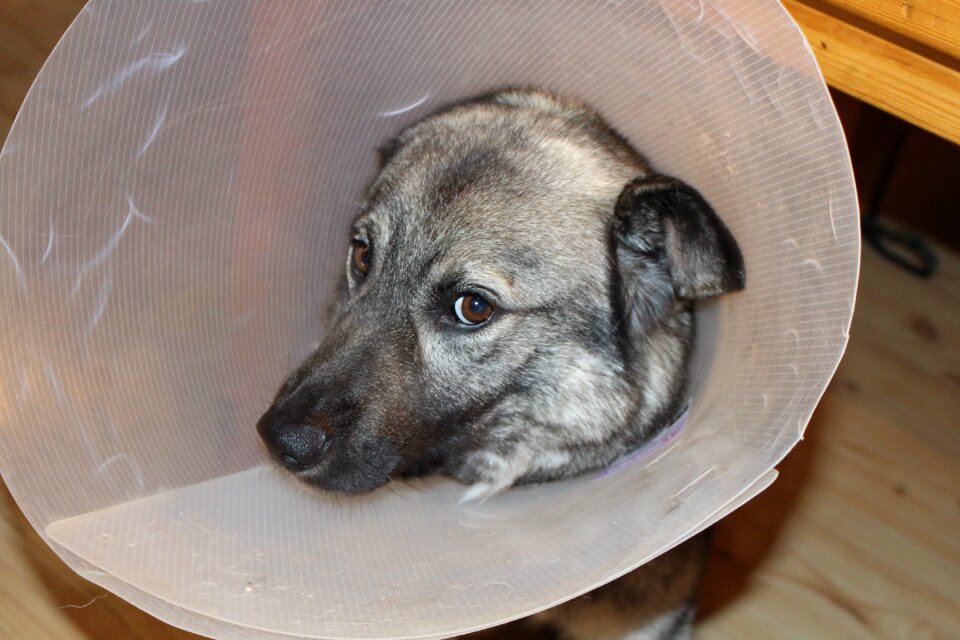Elkhound funnel veterinary visits