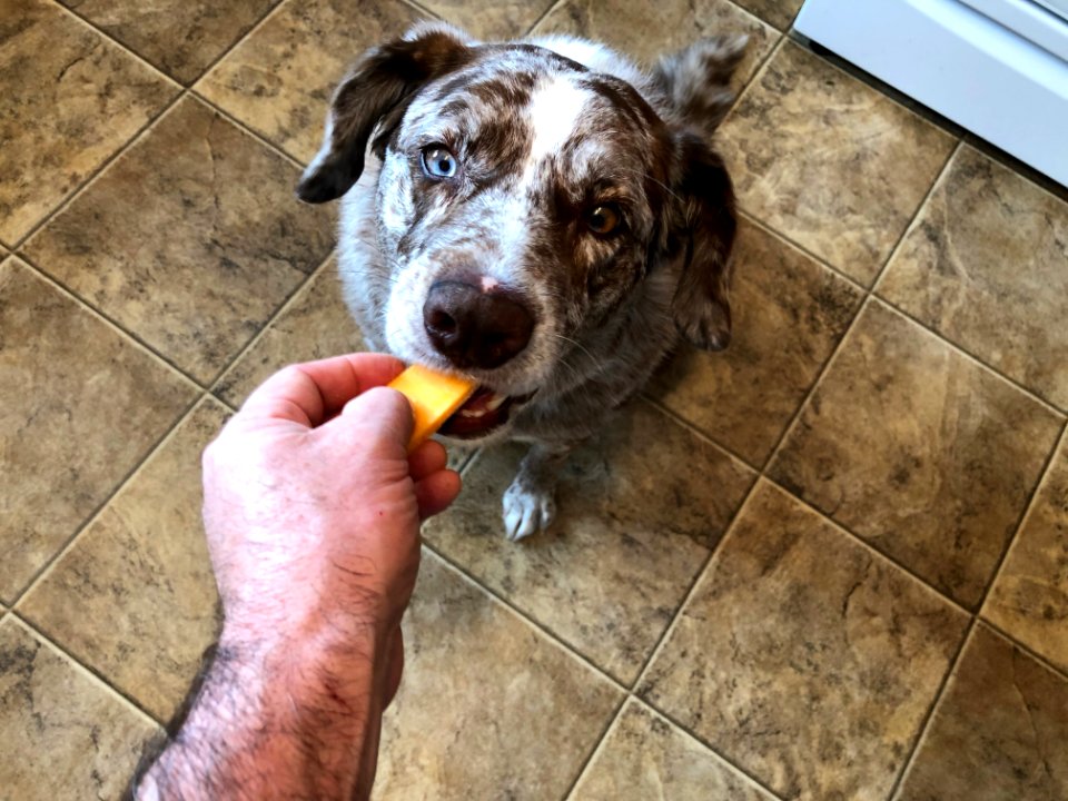 Will Do Anything For Cheese