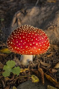 Red with white dots mushroom nature photo