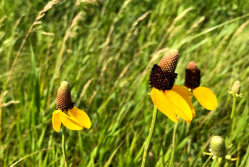 The Cone Flower Triplets