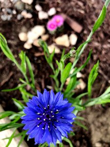 Blue Button and Pink Cactus Flowers