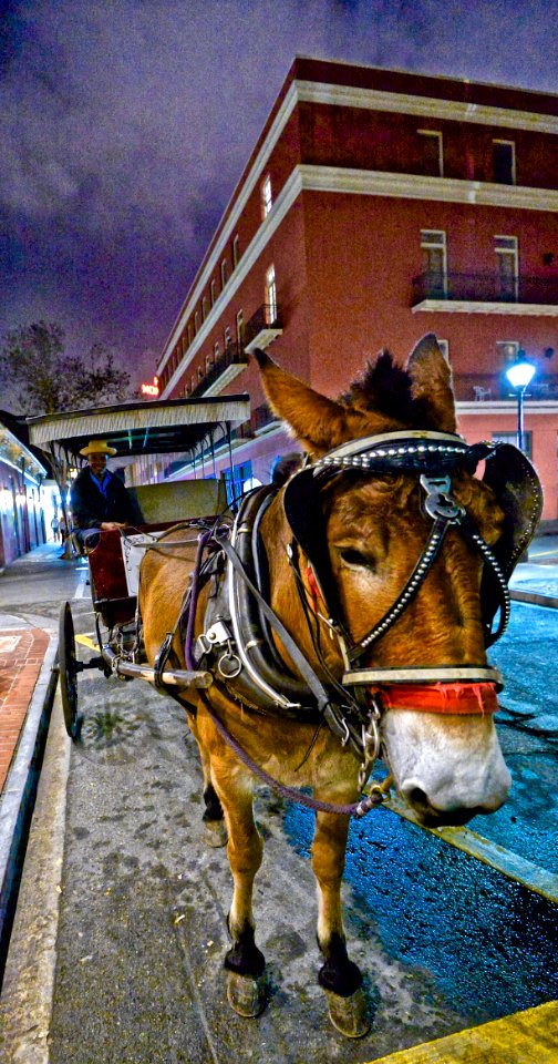 Our mule Prudholmme in the Vieux Carre.