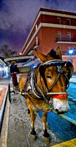 Our mule Prudholmme in the Vieux Carre.