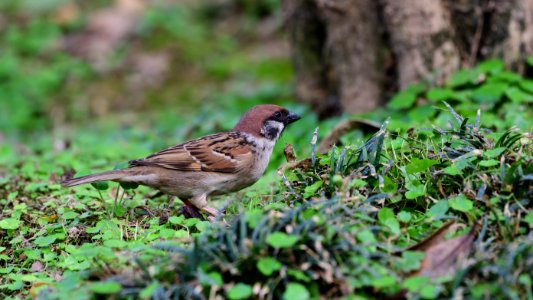 麻雀 Sparrow