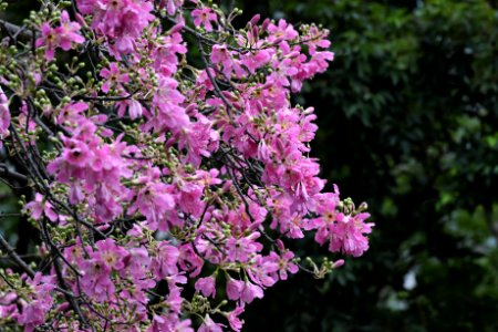 吉貝屬 Genus Ceiba