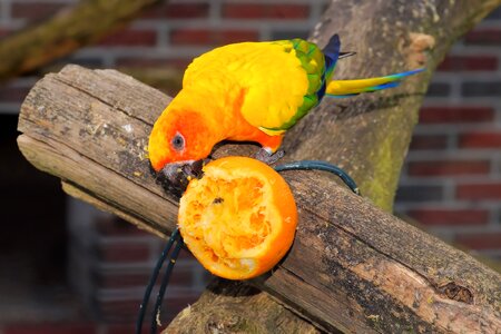 Eat orange nature