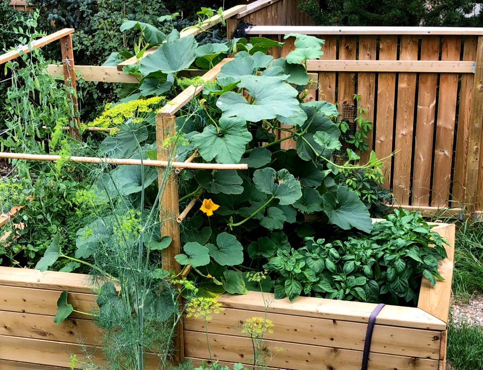 One Squash Plant to Rule Them All