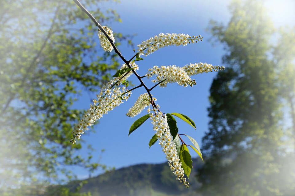 Green landscape plant