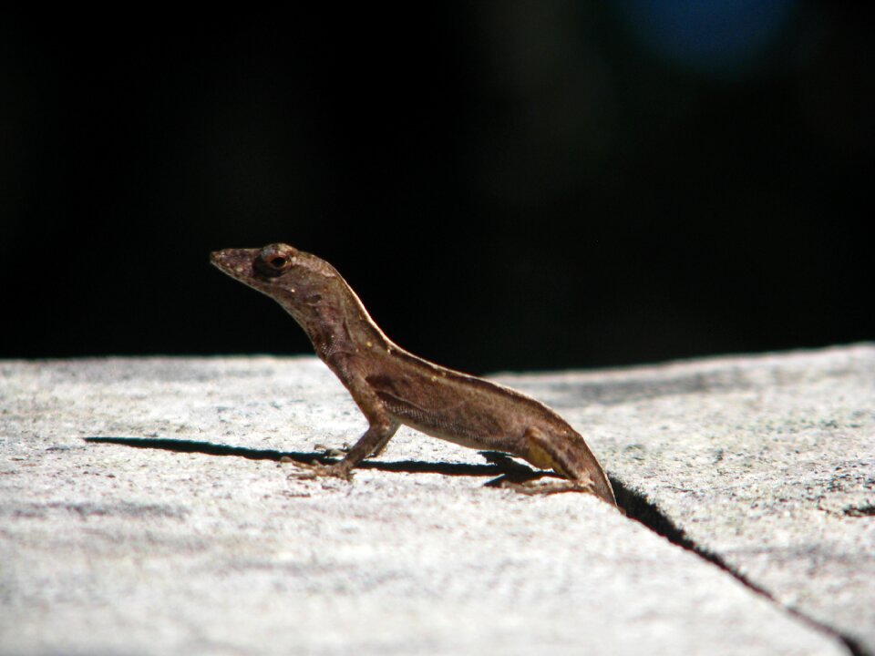 Small zoo nature