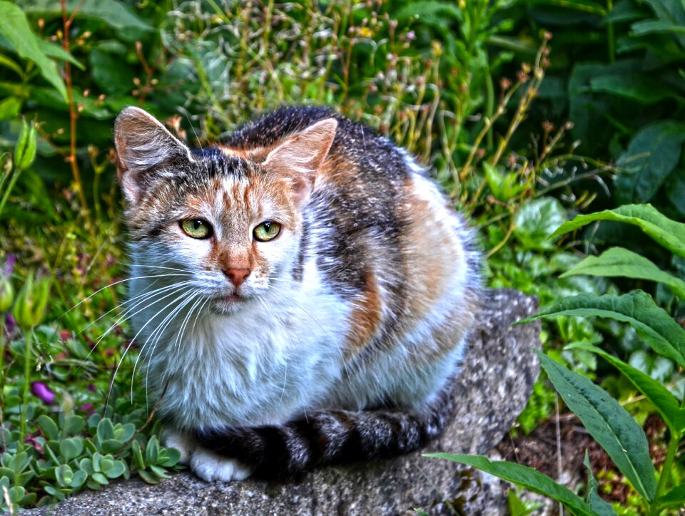 Cat color stone