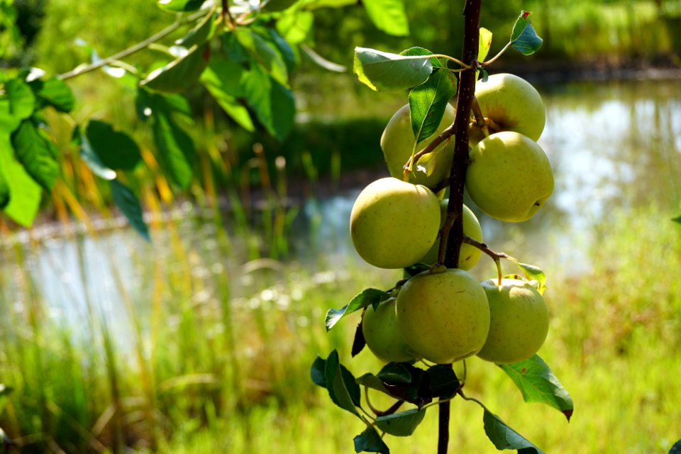 Apples on the Vine