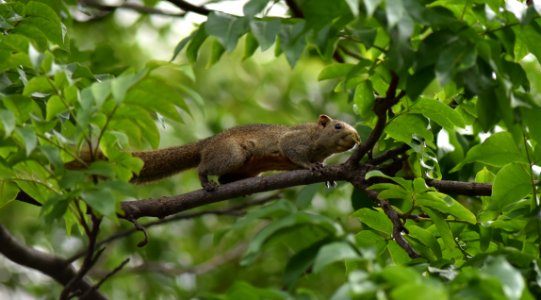赤腹松鼠 Callosciurus erythraeus