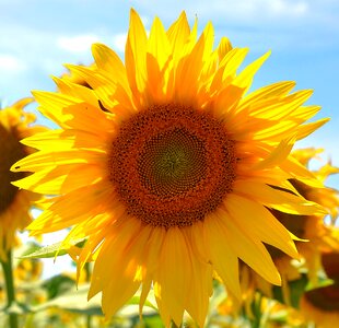 Sunflower field plants summer photo