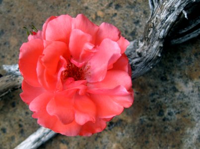 Holding a Rose