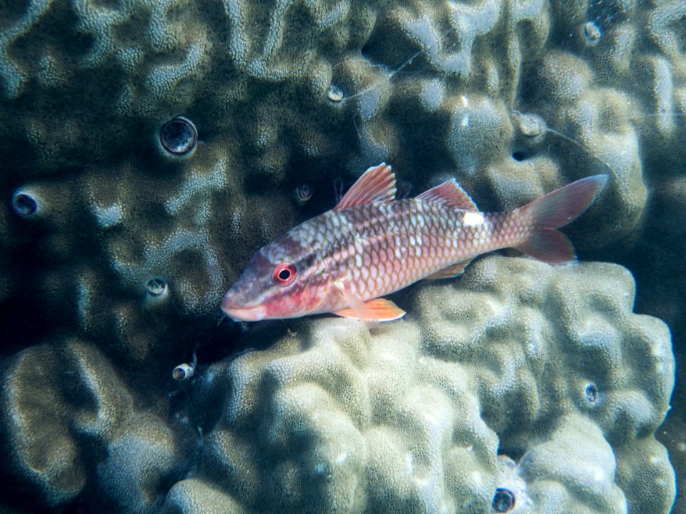 Mauritius, Marine Life
