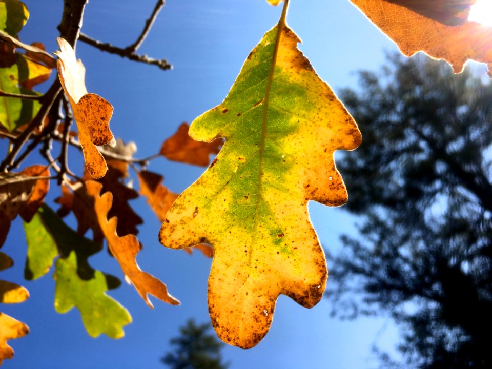 Under Oak
