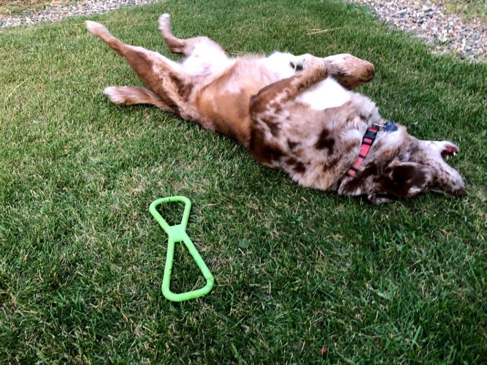 Happiness is a Loud Roll in the Grass