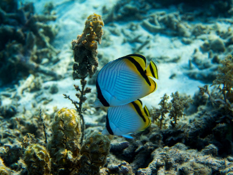 Mauritius Marine Life