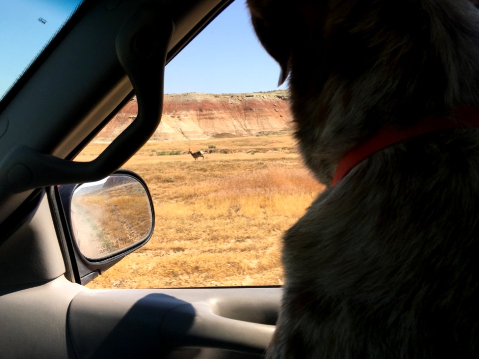 "Can I Chase Antelope?"