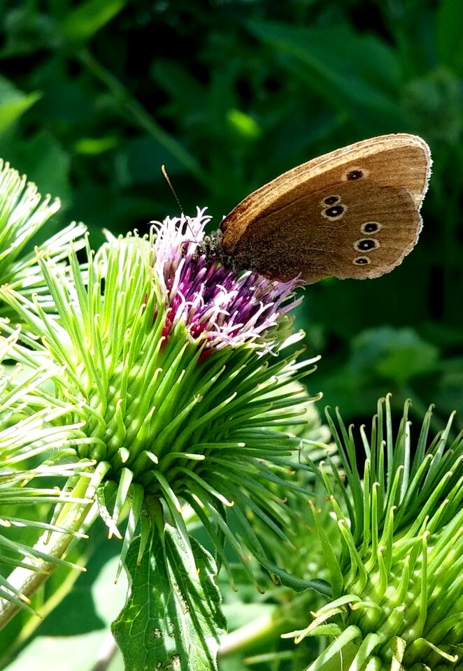 Summer wing butterfly background