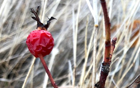 Behold Rose Hip