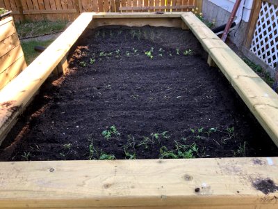 The Garden Boxes Are Set