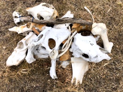 Every Yard Needs a Bone Pile