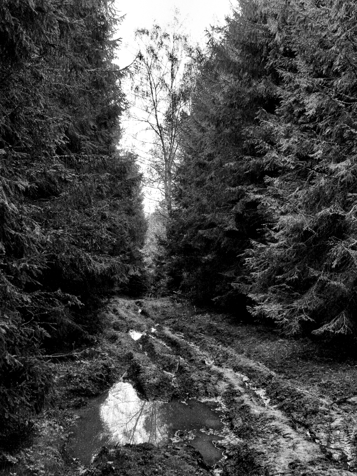 puddle on a forest road