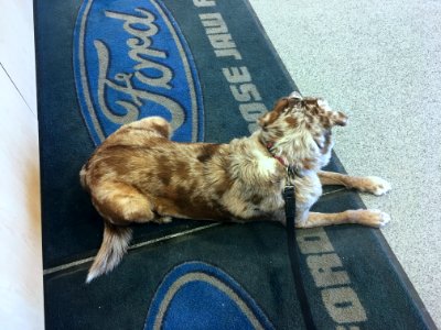 Hanging Out at the Ford Service Department