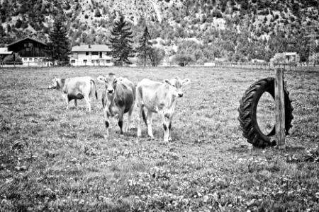 free range cows